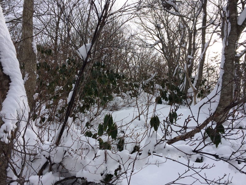 f:id:nceedo:20160117120816j:plain f:id:nceedo:20160117120816j:plain