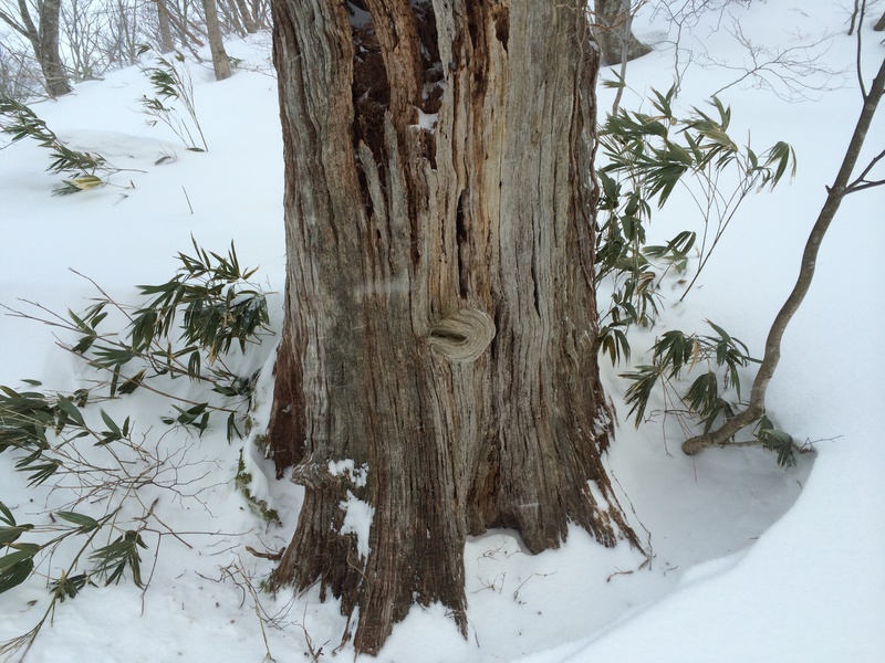 f:id:nceedo:20160206164258j:plain