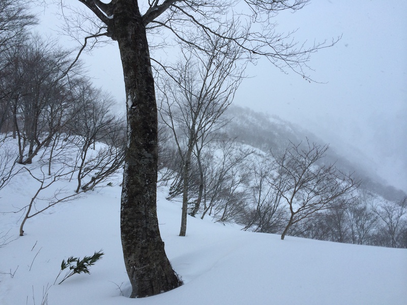 f:id:nceedo:20160206164303j:plain