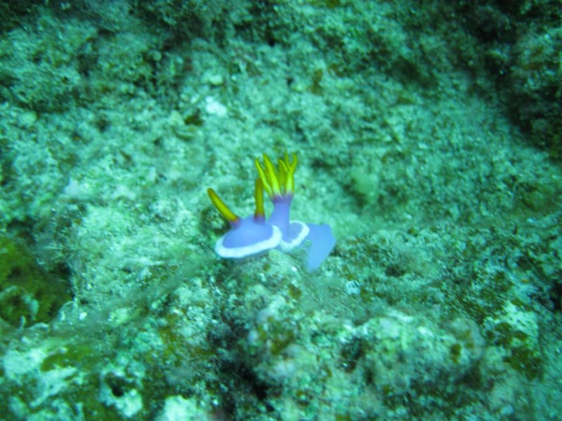 f:id:nefo_mi:20090411165338j:image f:id:nefo_mi:20090411165338j:image