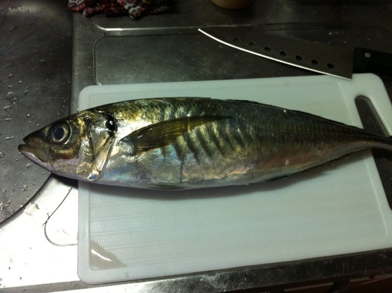 f:id:negineesan:20140121180538j:plain f:id:negineesan:20140121180538j:plain