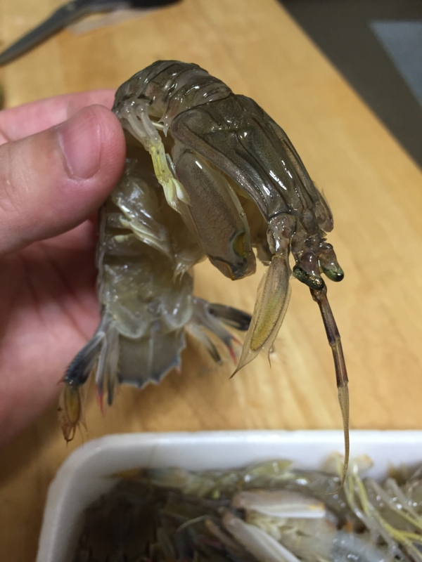 巨大 特大 シャコ貝 沖縄県 石垣島