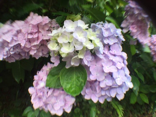 f:id:nekohaci:20160612223450j:image f:id:nekohaci:20160612223450j:image