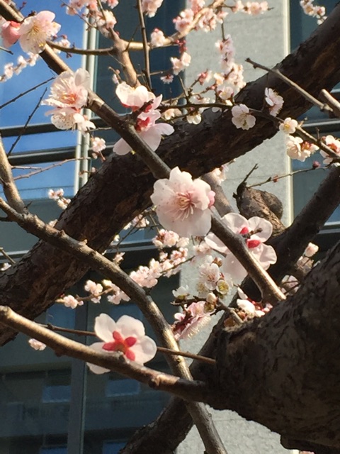 f:id:nekonekorun:20150315201422j:plain f:id:nekonekorun:20150315201422j:plain