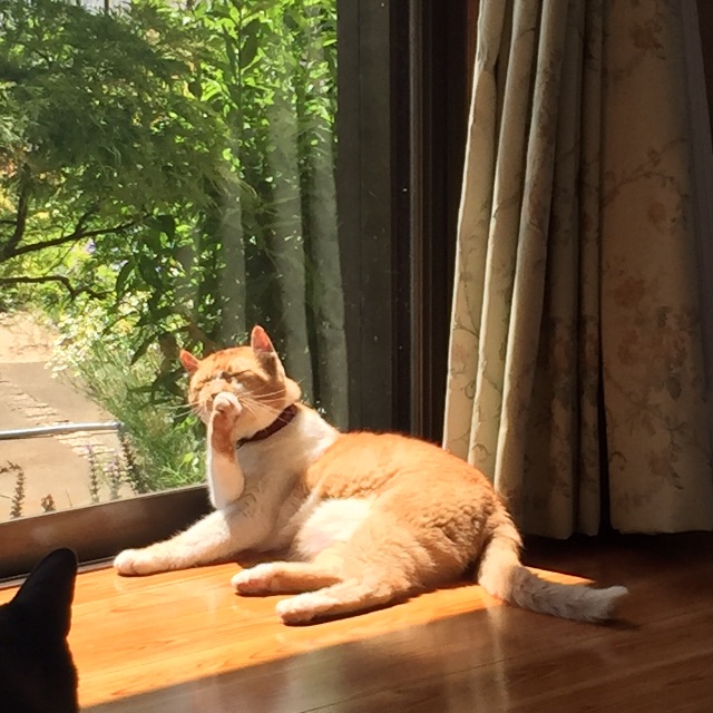 f:id:nekonekorun:20150526183920j:image f:id:nekonekorun:20150526183920j:image
