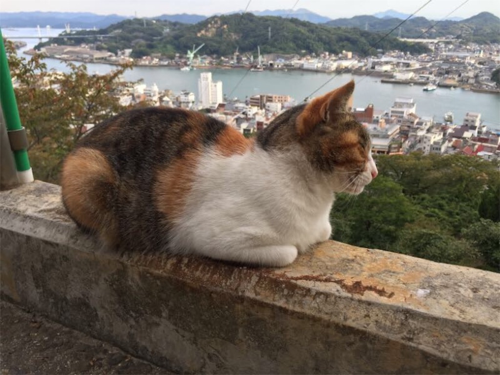 f:id:nekonekorun:20151116215505j:image f:id:nekonekorun:20151116215505j:image