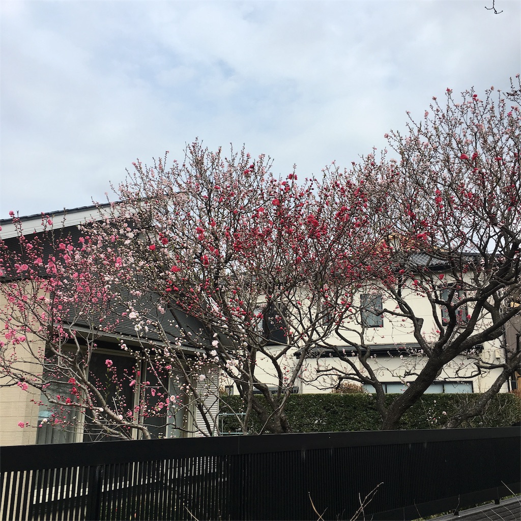 f:id:nekonekorun:20160402111214j:image f:id:nekonekorun:20160402111214j:image