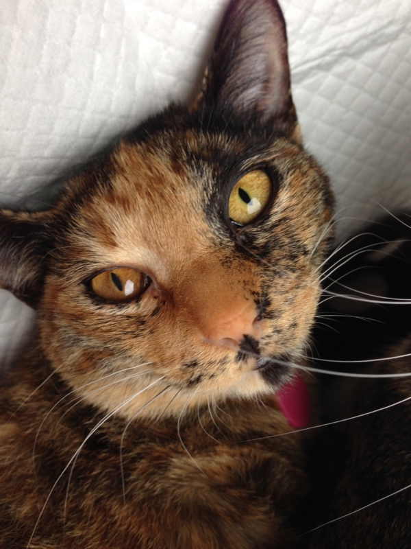 f:id:nekooba:20150219205441j:plain f:id:nekooba:20150219205441j:plain