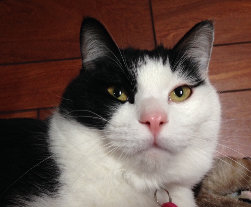 f:id:nekooba:20150219205453j:plain f:id:nekooba:20150219205453j:plain