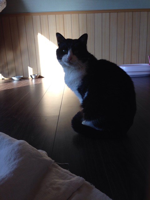 f:id:nekooba:20150313201630j:plain f:id:nekooba:20150313201630j:plain
