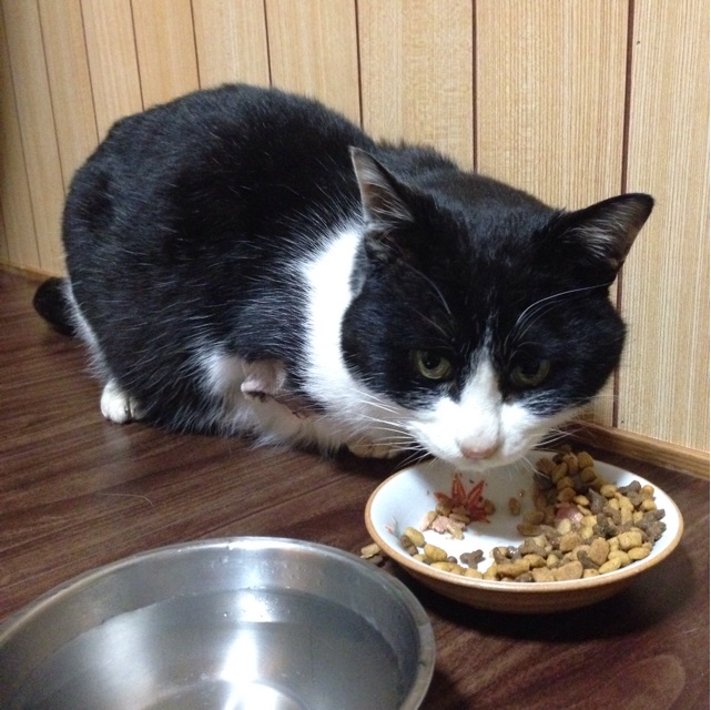 f:id:nekooba:20150313202339j:plain f:id:nekooba:20150313202339j:plain