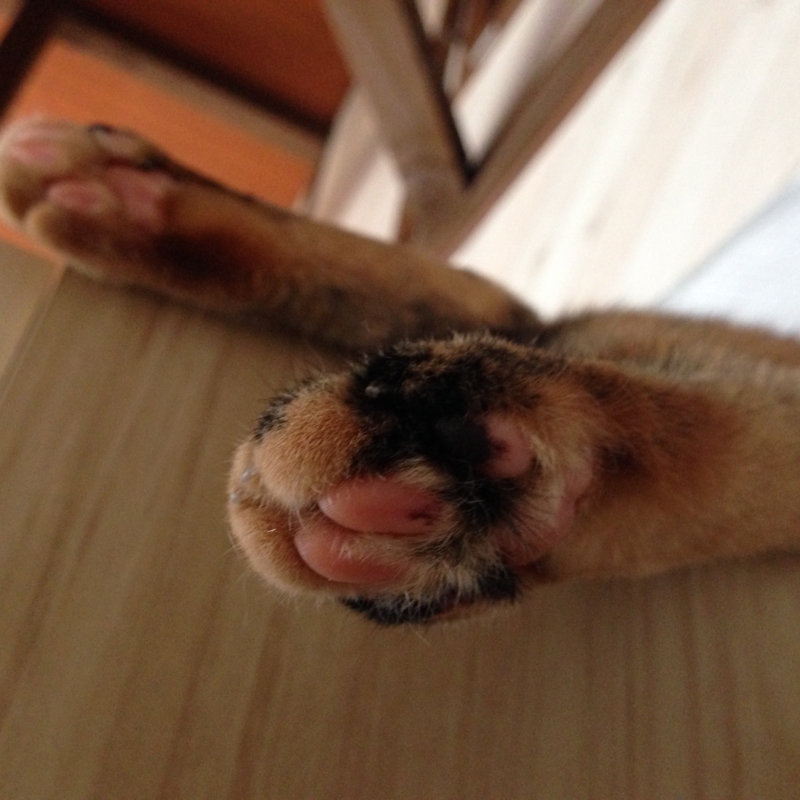 f:id:nekooba:20150621231340j:plain f:id:nekooba:20150621231340j:plain