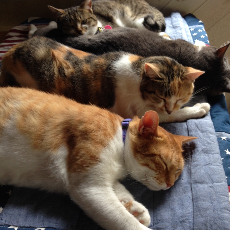 f:id:nekooba:20150621231555j:plain f:id:nekooba:20150621231555j:plain