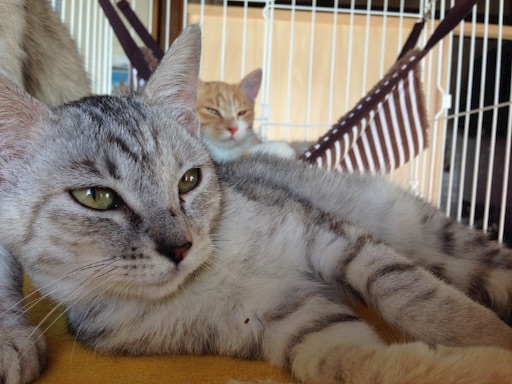 f:id:nekooba:20151104221350j:image f:id:nekooba:20151104221350j:image