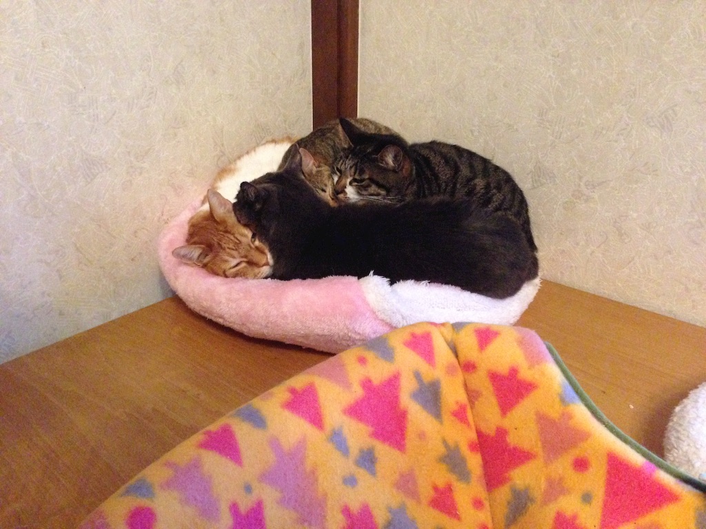 f:id:nekooba:20151215222732j:image f:id:nekooba:20151215222732j:image