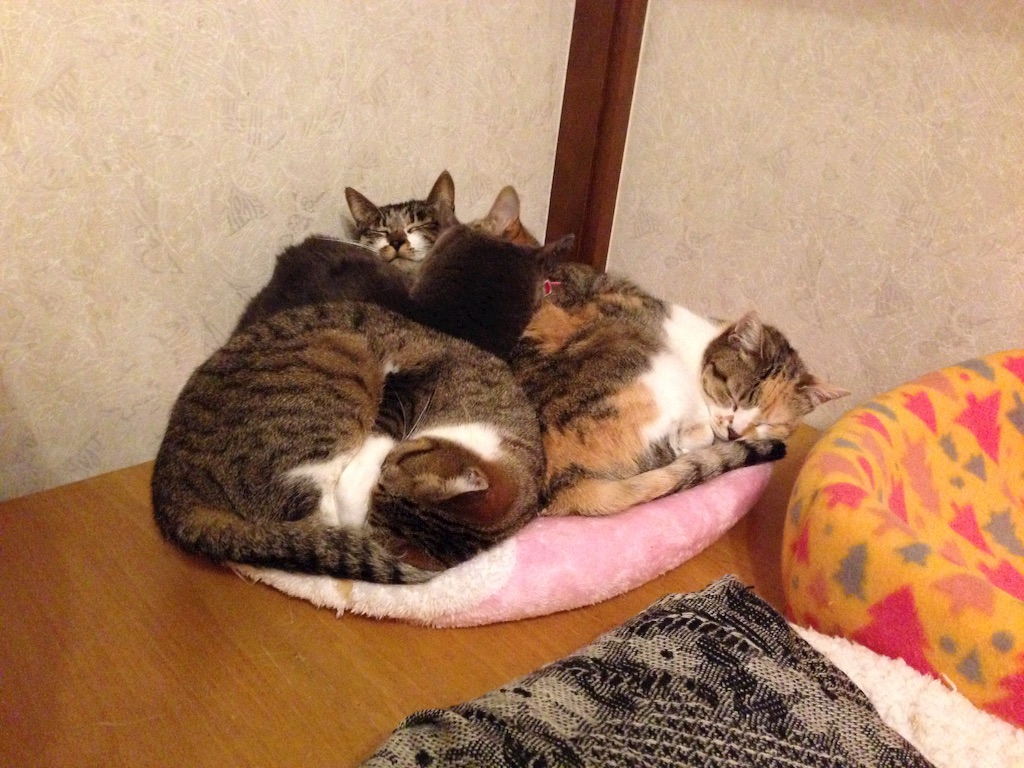 f:id:nekooba:20151215222927j:image f:id:nekooba:20151215222927j:image