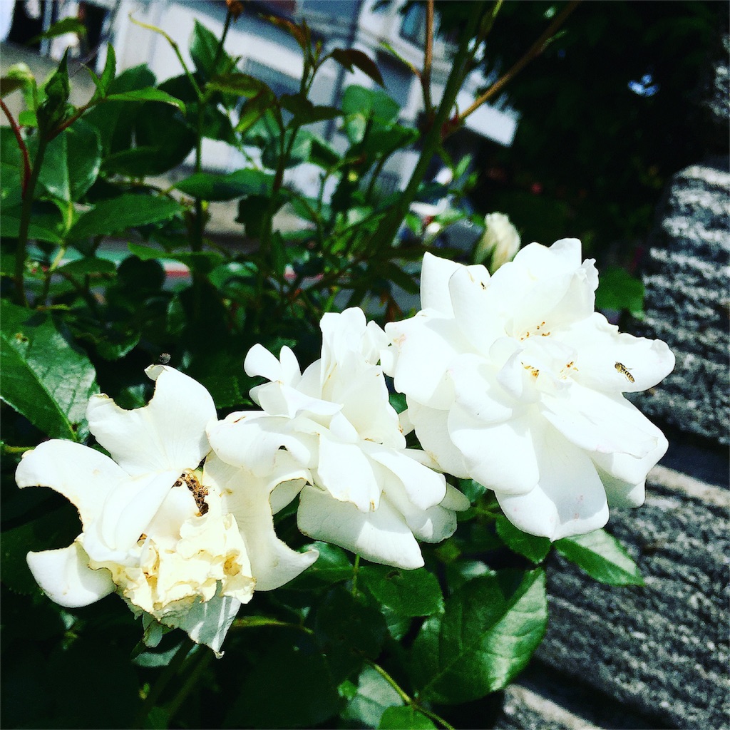 f:id:nekopenguin0705:20160521011425j:image f:id:nekopenguin0705:20160521011425j:image