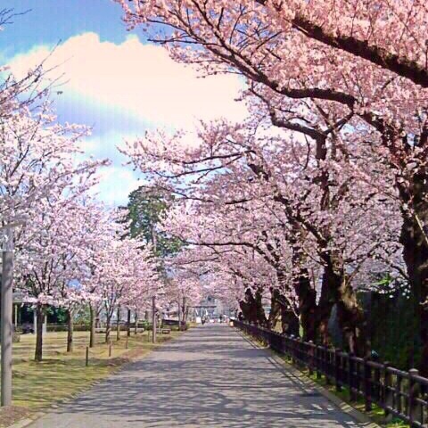 f:id:nekosogiradical:20150116080046j:plain f:id:nekosogiradical:20150116080046j:plain