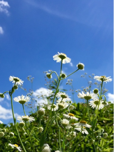 f:id:neoko:20150718205600j:image f:id:neoko:20150718205600j:image