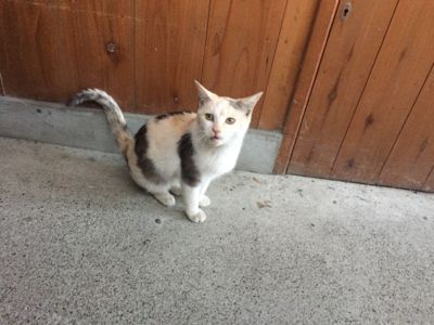 f:id:netanker:20141103151939j:image f:id:netanker:20141103151939j:image