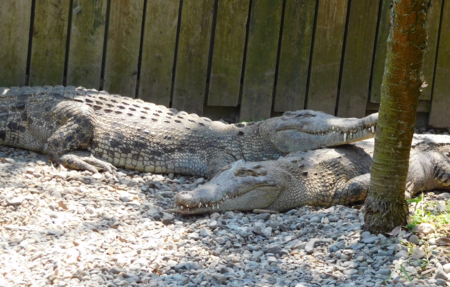 f:id:next49:20160501191434p:image f:id:next49:20160501191434p:image