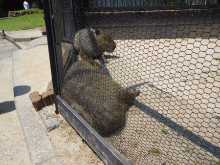 f:id:next49:20160501221549p:image f:id:next49:20160501221549p:image