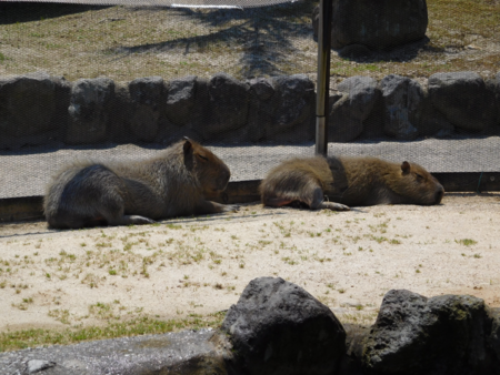 f:id:next49:20160501221550p:image f:id:next49:20160501221550p:image