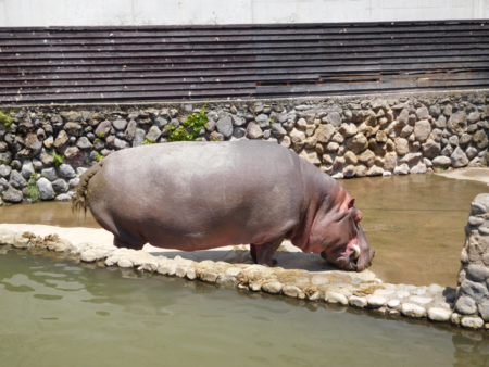 f:id:next49:20160501221552p:image f:id:next49:20160501221552p:image