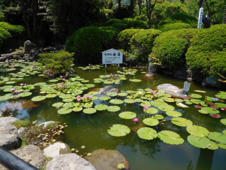 f:id:next49:20160501221556p:image f:id:next49:20160501221556p:image