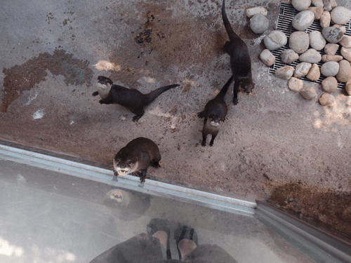 f:id:ng0012:20150604202423p:plain