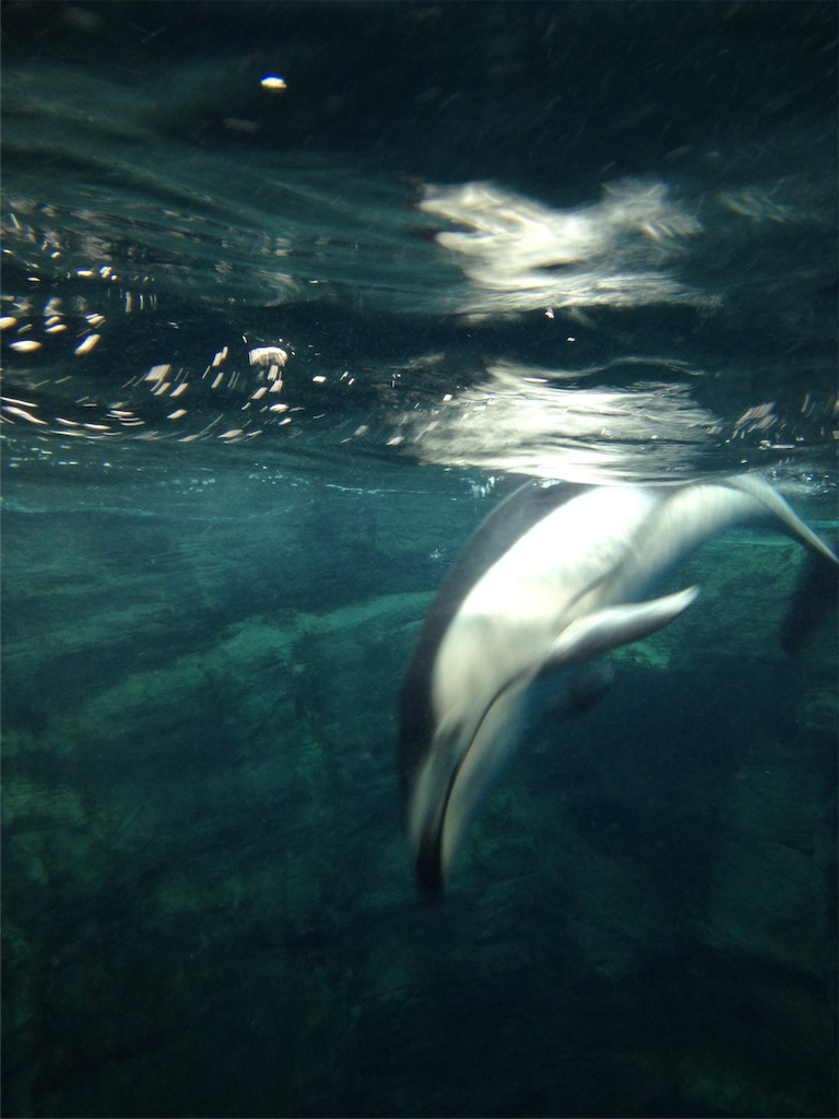 f:id:ngeko:20151218190101j:image f:id:ngeko:20151218190101j:image