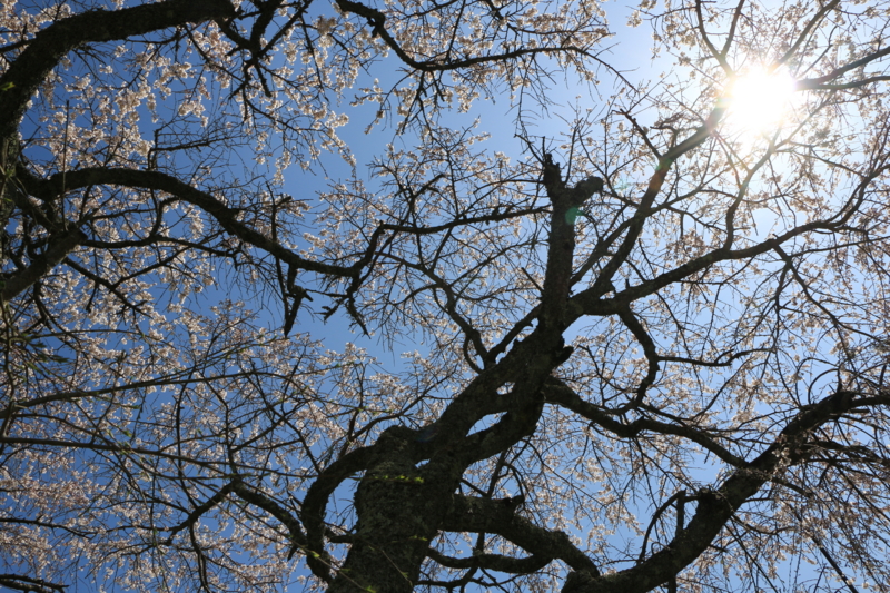 f:id:ni_fa:20150405190546j:plain f:id:ni_fa:20150405190546j:plain
