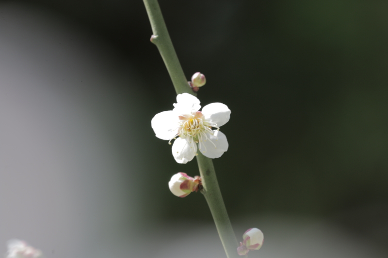 f:id:ni_fa:20150405190554j:plain f:id:ni_fa:20150405190554j:plain