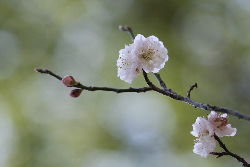 f:id:ni_fa:20150405190618j:plain f:id:ni_fa:20150405190618j:plain