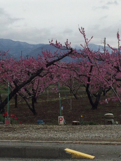 f:id:nicetaka44:20150409124352j:plain f:id:nicetaka44:20150409124352j:plain
