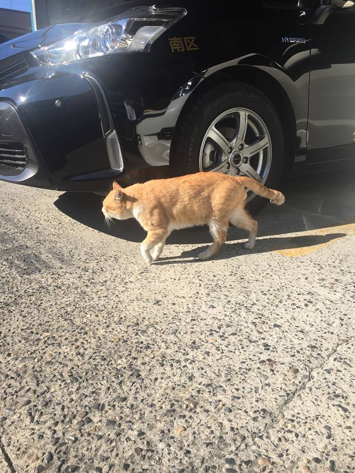 f:id:nichieitaxi:20160115182613j:plain f:id:nichieitaxi:20160115182613j:plain