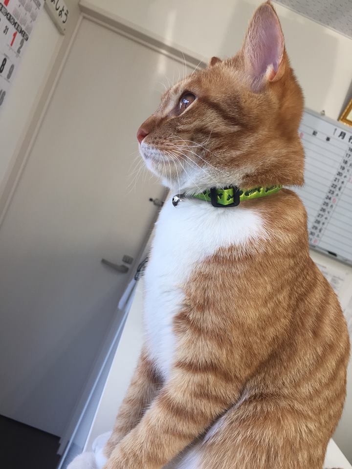 f:id:nichieitaxi:20160115182850j:plain f:id:nichieitaxi:20160115182850j:plain