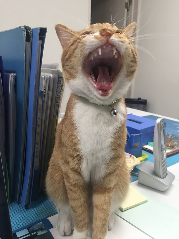 f:id:nichieitaxi:20160115183506j:plain f:id:nichieitaxi:20160115183506j:plain