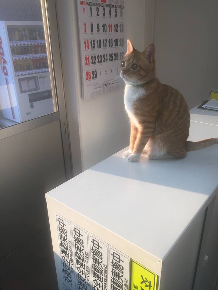 f:id:nichieitaxi:20160131172747j:plain f:id:nichieitaxi:20160131172747j:plain