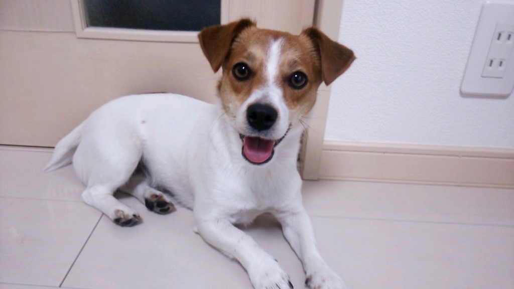 f:id:nicosugi:20160302171438j:plain f:id:nicosugi:20160302171438j:plain