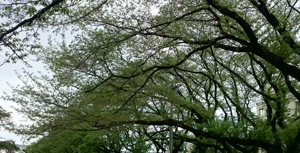 f:id:nifajawon:20150428213722j:plain