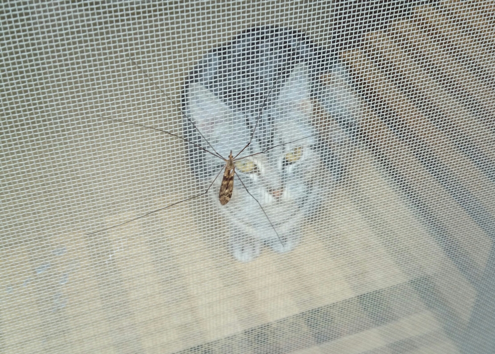 f:id:nifajawon:20150525222201j:plain