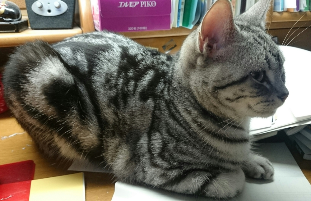 f:id:nifajawon:20150603232157j:plain