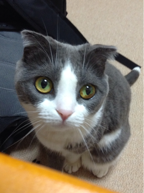 f:id:nightbattle:20130821214256j:plain f:id:nightbattle:20130821214256j:plain