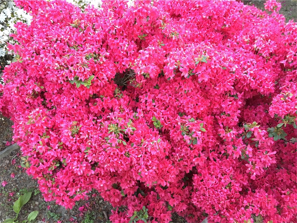 f:id:nigoriyu:20160501061338j:image f:id:nigoriyu:20160501061338j:image