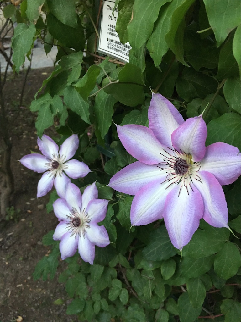 f:id:nigoriyu:20160501061729j:image f:id:nigoriyu:20160501061729j:image