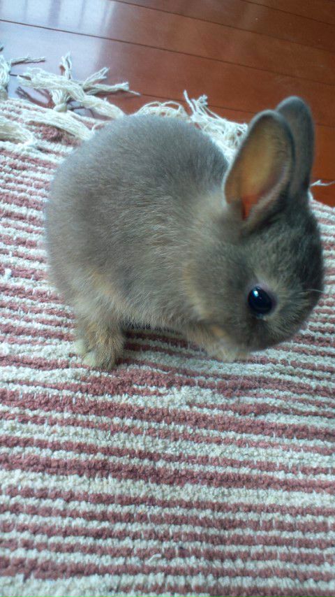 f:id:nihongo1000:20150705212556j:plain f:id:nihongo1000:20150705212556j:plain