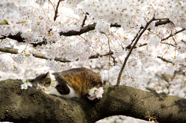 f:id:niichan-v:20160408193743j:image f:id:niichan-v:20160408193743j:image