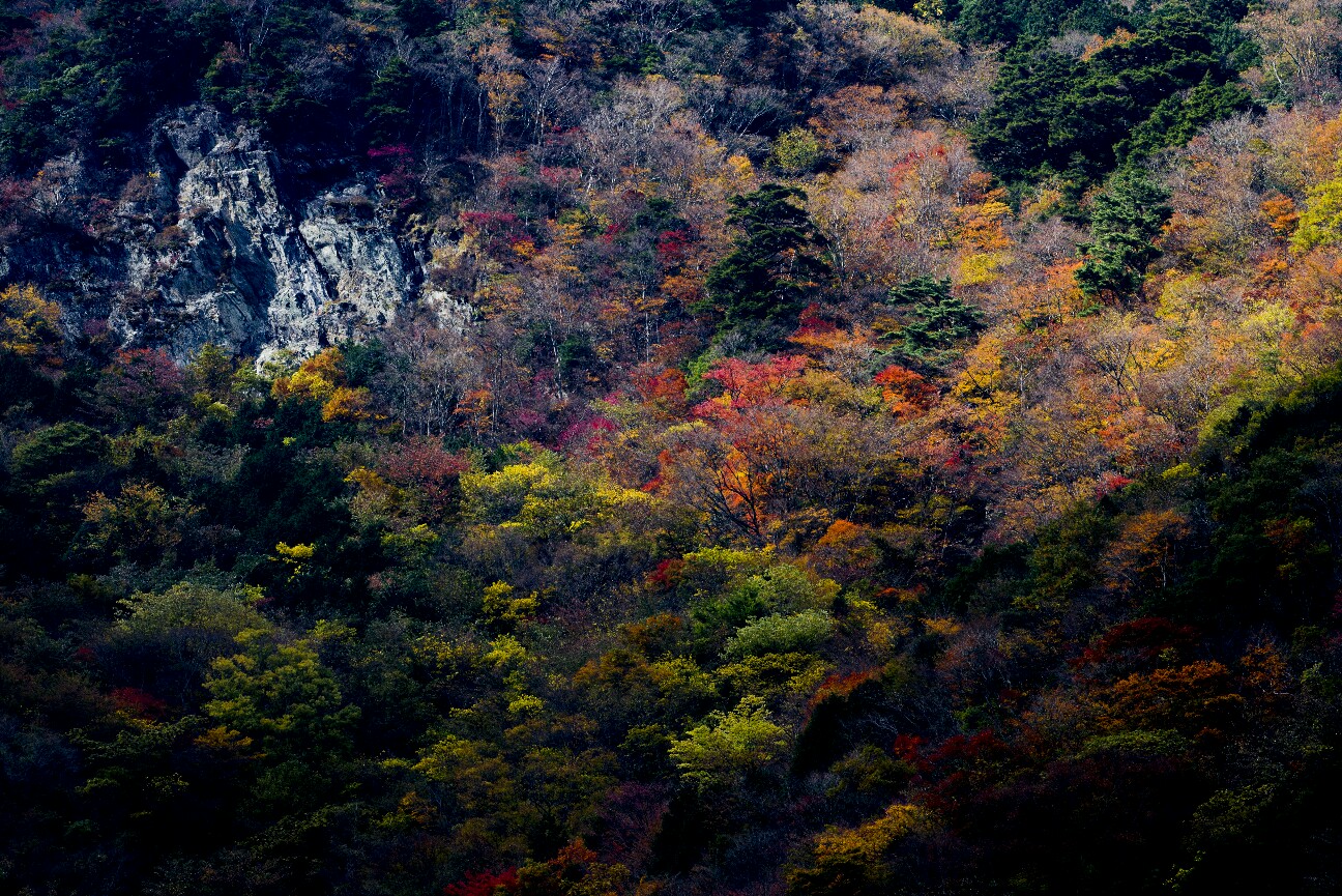 f:id:nikyon:20151110220326j:image f:id:nikyon:20151110220326j:image