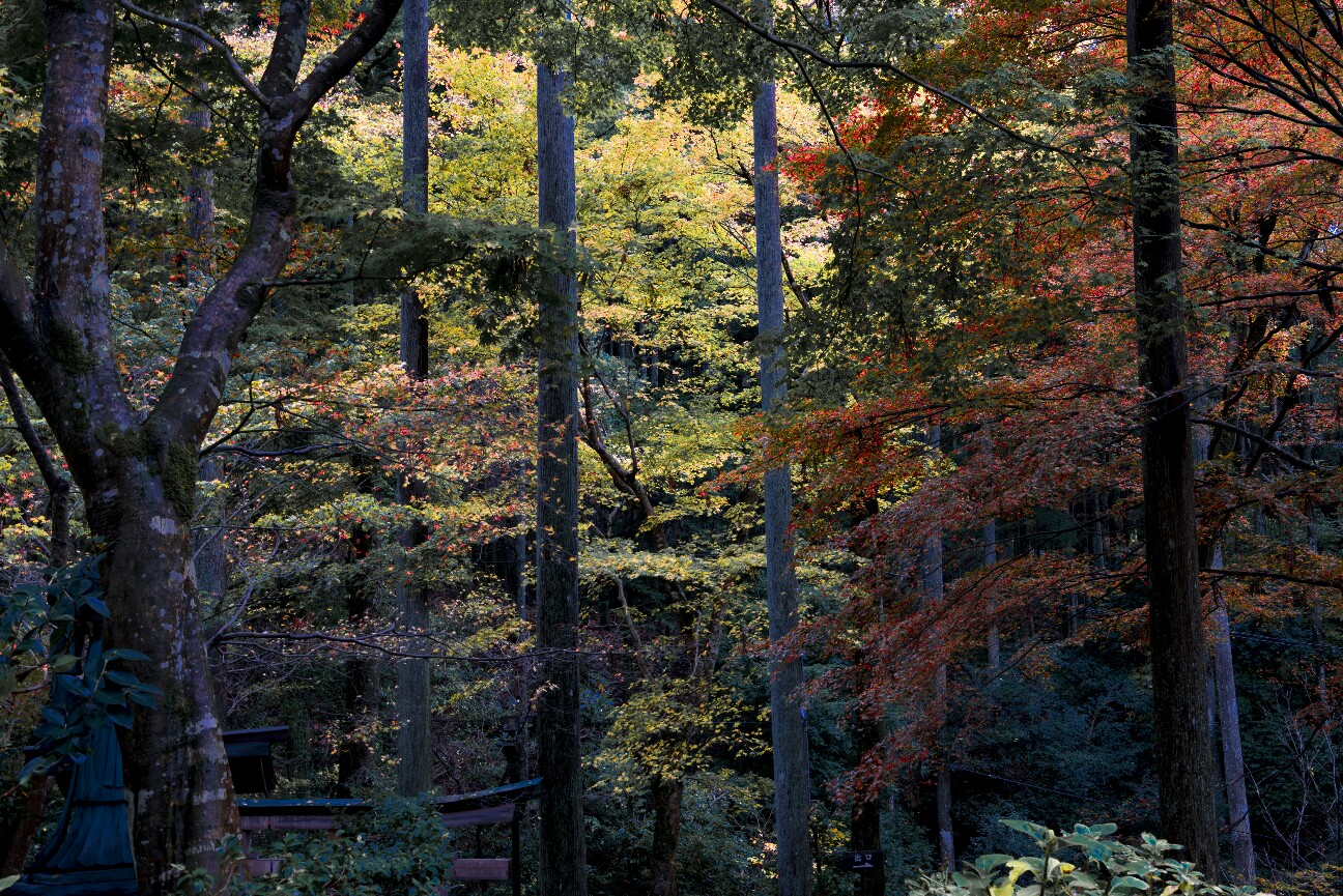f:id:nikyon:20151117102628j:image f:id:nikyon:20151117102628j:image